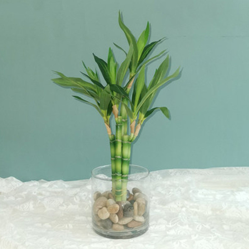 Aquarium Fish Names - 新しい 40 センチメートル rFtificial 幸運の竹多肉植物偽植物花グリーン鉢植え庭屋外ダイニングテーブル水槽家の装飾