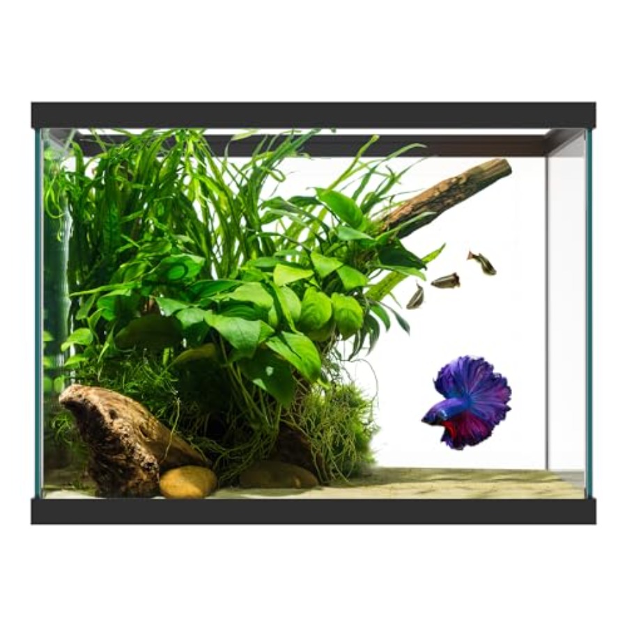Aquarium Xxl - 20ガロンガラス水槽 - 24 x 12.5 x